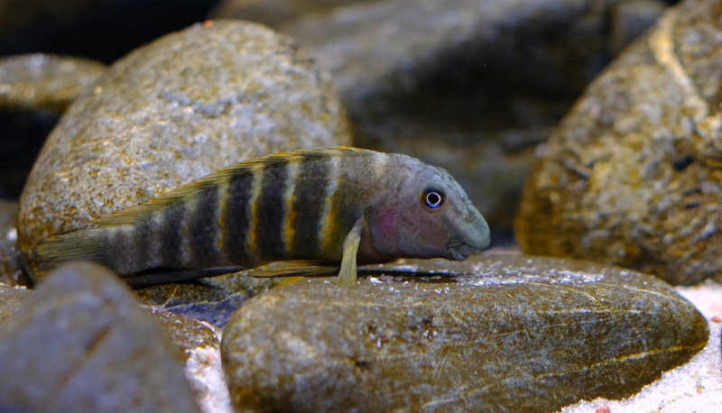 Eretmodus marksmithi 'Milima Island'